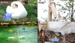 TV 동물농장 예민보스 고니(백조) 왕자, 암컷 고니 백화의 포란시기에 암컷을 지키기 위해 사육사까지 때리고…펠리컨들은 벌벌 떨고 (2)