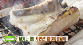 생방송 투데이-자족식당 자연산 활 붕장어! 붕장어구이+붕장어회 맛집