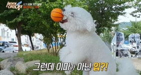 세상에이런일이 헤딩 슛하는 강아지, 삼각패스도 척척 (1)