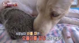 새끼도 안 낳았는데…동물농장 해탈이의 종족을 뛰어넘은 모정