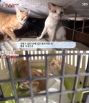 TV 동물농장 천장 고양이들, 막혀버린 천장통로에 있는 고양이 6마리 가족 구출 대작전 (2)