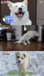 TV 동물농장 뒷다리 마비견 호돌이, 어느 날 갑자기 걸을 수 없는 강아지의 사연…말초신경 마비로 재활시작 결과는?  (3)