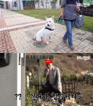 실제 아픈 개를 관종견으로…동물농장 호돌이 사연 두고 뒷다리파업 자막으로 주작 논란 불러온 애니멀봐