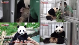 TV 동물농장 국내 유일 판다 부부, 아이바오-러바오 새끼 탄생 독점 공개…사육사는 어미의 산후조리 위해 죽순 구해와  (1)