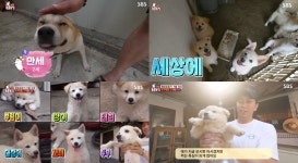 TV 동물농장 백순이, 남의 집에 집에 새끼를 6마리를 낳아놓고 지켜보는 개…새끼들을 몰래 찾아오고 도망가는 백순이 미스테리 (2)