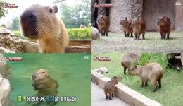 TV 동물농장 인싸력 친화력 카피바라, 에버랜드 생후 6개월 새내기 천방지축 철없는 카피바라와 사회생활 위해 선배 합사 대작전 (2)