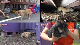 TV 동물농장 떠돌이개 순심이, 집에 낯선 개가 찾아온다?… 견주는 심장마비로 사망-5마리 새끼 위해 매일 젖동냥하고 컨테이너 생활 (3)