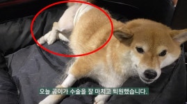 시바견 곰이탱이여우, 갑작스런 라이브 휴방 이유 알고보니…곰이가 공격 당했다