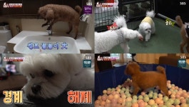 TV 동물농장 왜그러개, 수돗물에 꽂힌 쪼꼬와 TV 속 개만 보면 흥분하는 개…동체 시력이 발달되어 움직임에 민감한 개 (3)