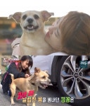 TV 동물농장 하은과 낑꽁, 눈물의 상봉 그 후 2년…분리불안증으로 11kg으로 체중이 불은 낑꽁이 (1)