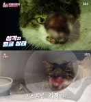 TV 동물농장 길냥이 보성, 얼굴에 악성 종양이 생겨 돌아온 길냥이 (3)