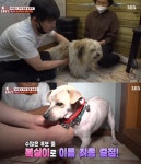 TV 동물농장 다섯 개의 이름을 가진 강아지 복실이, 사람 손길 피하는 이유…눈 앞에서 가족잃은 트라우마 때문? (3)