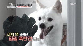 [종합] 개는 훌륭하다 역대급 입질견 들개 새끼 봄이, 18세 보호자 물려도 겁 먹지 않아, 포기 할 수 없기 때문....강형욱 담대하고 씩씩하다 감동