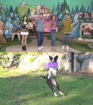 TV 동물농장 보더콜리 5남매, 프리스비에 빠진 엄마 모모…아나운서 장예원 하차하고 가수 청하 특별 MC  (1)