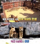TV 동물농장 한국 늑대 6남매 이야기, 자연 번식으로 아기늑대들이 2개월 만에 귀염 뽀짝에서 늠름 (2)