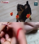 TV 동물농장 분노의 화신 강아지 리치, 어릴적 트라우마로 공격성이 높아졌다? (1)