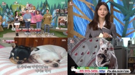 TV 동물농장 위기의 치와와, 아지VS하비의 달콤살벌한 견주와의 동겨 이야기…가수 청하 특별MC (3)