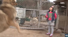 지금쯤 훌쩍 성인…애니멀봐 늑대와 함께 자란 보아 편 재공개