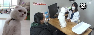 동물농장 먼치킨 고양이 특징 뭐길래?…직립 이유 눈길