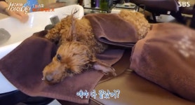 세상에이런일이 헤드스파 받는 강아지, 사람처럼 누워 잠도 푹 (1)