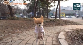 세상에이런일이 직립보행하는 강아지, 앞다리 뼈 녹아서 없어 (2)