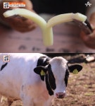 [종합] 서민갑부 전길식 그릭 요구르트(요거트) & 수제 치즈 의령 목장 위치는? 풍미 가득!