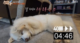 세상에이런일이 귀 막고 자는 반려견 사람인가 개인가 (2)