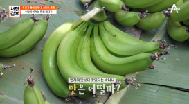 서민갑부 제주도 친환경 초록 바나나, 연 매출 11억 원 달성 비결?