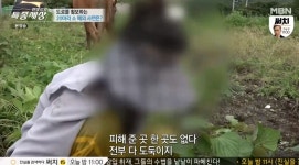 특종세상 거리를 거니는 20마리의 소떼, 주인이 있었다…한 할머니의 사연은