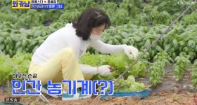 와카남 여에스더♥홍혜걸, 제주 농장 방문 텃밭 상추 채취 (3)