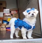 병원 다녀왔는데요…택배 강아지 경태, 슬개골 검진 받은 근황 공개