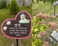 생후 16개월 정인이, 이번에는 수목장 추모 팻말 사라져…누리꾼 공분