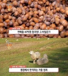 생방송오늘저녁 안성 청국장 농원, 냄새나지 않아!…평창 여행, 대관령 양떼목장 & 발왕산 관광케이블카 & 막국수 맛집 위치는?