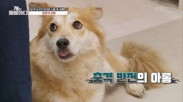 개훌륭, 밖이 무서운 고민견 아롱이 등장→공격성·겁 많은 이유는?