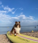 생생정보 영덕 여행, 장사해수욕장 서핑 강습 & 뚜벅이마을 게살김밥 맛집 위치는?