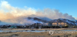 [동해안 산불] 금강송 군락지를 지켜라…200년 넘은 노송 8만 그루 (강원·경북 산불 확산)