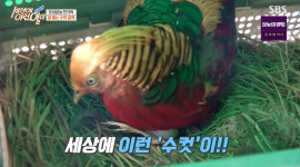 세상에 이런 일이 알 품는 수컷 금계, 금돌이…새끼를 쪼았다 두 얼굴의 금계가 된 사연 (2)