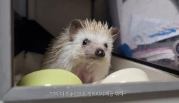 유튜버 냥이아빠, 내 생일날 하늘의 별이 된 소닉 안타까운 사망 소식 