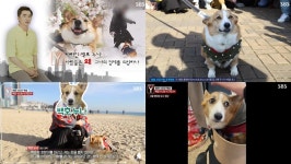 궁금한이야기Y 86만 스타견 백호의 죽음, 희귀병 수술로 8,000만원을 쓰고 내역 밝히지 않는 백호누나는 안개꽃 김양? (2)