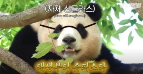 동물농장 푸바오, 독립 후 첫 여름나기…출산 전 아이바오 모습은?