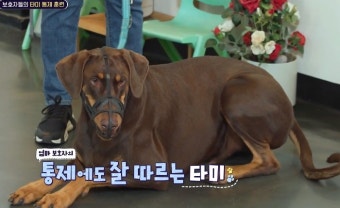 '개통령' 강형욱, 