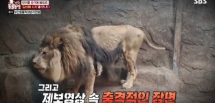갈비뼈 사자 바람이, 부경동물원 탈출 후 근황…몰라보게 달라졌다