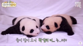 푸바오 동생 쌍둥이 판다, 털 색깔 달라진 이유? 1바오 색깔이 누렇다