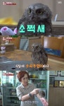 TV동물농장 식당 마스코트 뿌엉이의 정체는? 새끼 수리부엉이 아닌 천연기념물 소쩍새 [어제픽]