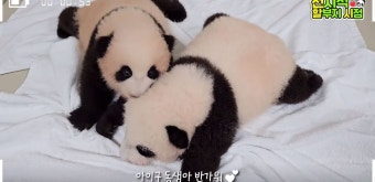 푸바오 동생 쌍둥이 판다, 체중 증량→뒤집기 도전 모습 공개