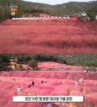 생방송오늘저녁 고창 핑크뮬리 정원 위치는? 연간 10만 명 방문하는 핫플레이스