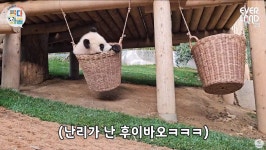 너희만 할 때…쌍둥이 판다 루이바오·후이바오, 푸바오 따라 바구니 그네 탑승