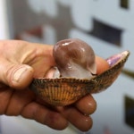 6시 내고향 여수 새조개샤브샤브 맛집 위치는? 하모샤브샤브-도다리-전어 등