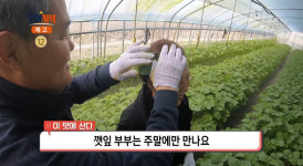 생방송오늘저녁 금산 사골깻잎떡국 맛집 위치는? 깻잎현미가래떡 만드는 떡집 겸 카페
