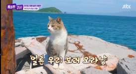 정말 미친 귀여움이야… 톡파원25시 이찬원, 후쿠오카 고양이 섬 개냥이 매력에 푹 귀여움이 두 배